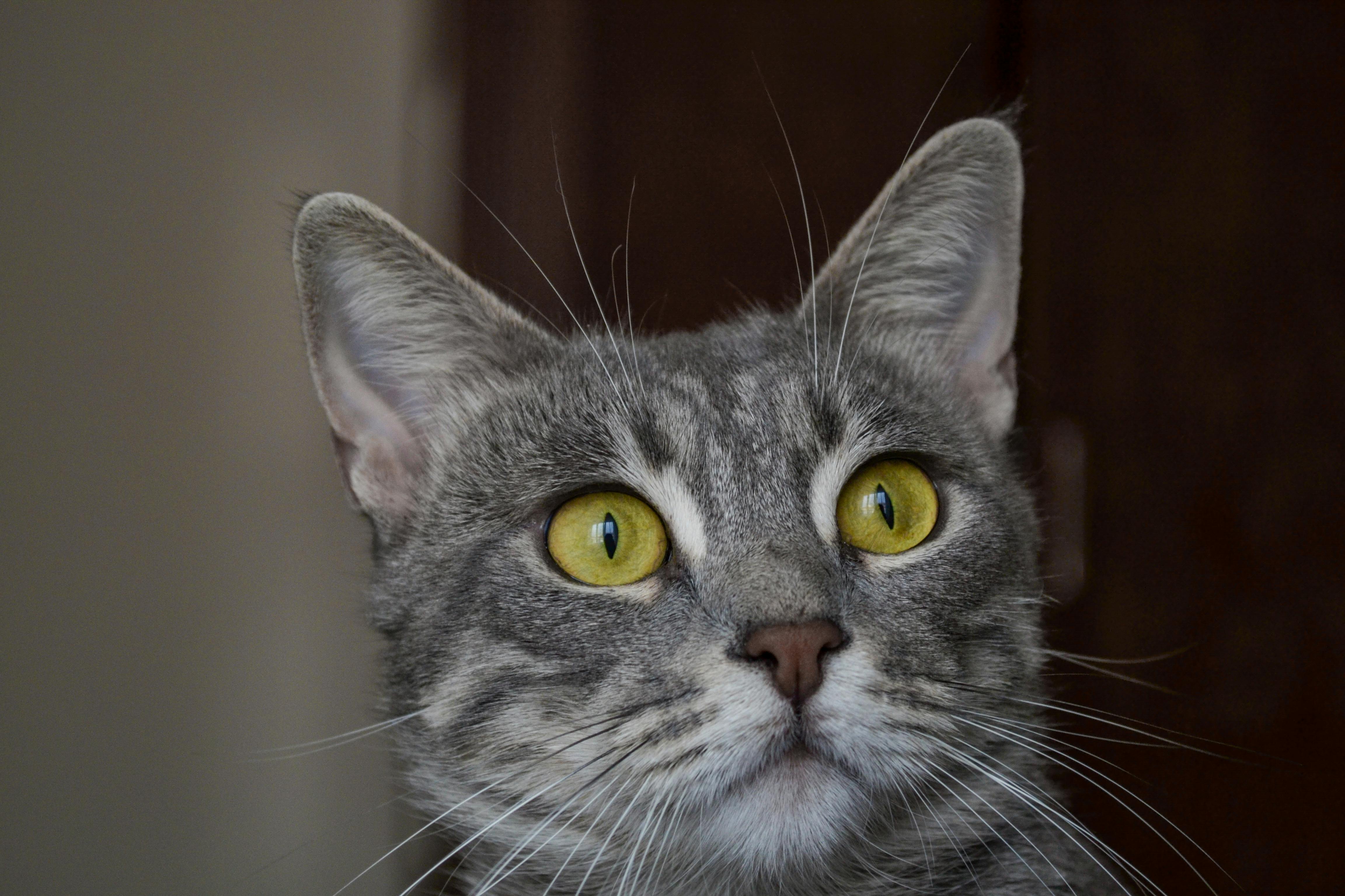 고양이 체중 관리 방법, 건강한 습관 만들기…